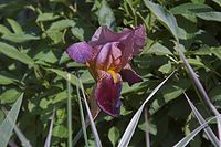 Dateiname=Flora-Schwertlilie-20050620-23.jpg
Dateigröße=175KB
Abmessungen: 720x480
hinzugefügt am: 11. September 2014 Flora-Schwertlilie-20050620-23.jpg