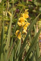Dateiname=Flora-Schwertlilie-20060821-25.jpg
Dateigröße=184KB
Abmessungen: 480x720
hinzugefügt am: 11. September 2014 Flora-Schwertlilie-20060821-25.jpg