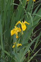 Dateiname=Flora-Schwertlilie-20070528-234.jpg
Dateigröße=160KB
Abmessungen: 484x720
hinzugefügt am: 11. September 2014 Flora-Schwertlilie-20070528-234.jpg