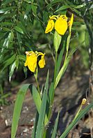 Dateiname=Flora-Schwertlilie-20080602-16.jpg
Dateigröße=189KB
Abmessungen: 485x720
hinzugefügt am: 11. September 2014 Flora-Schwertlilie-20080602-16.jpg