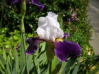 Flora-Schwertlilie-20100604-25.jpg