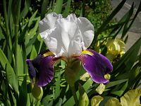 Flora-Schwertlilie-20100604-27.jpg