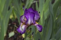 Flora-Schwertlilie-20130526-02.jpg