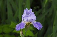 Flora-Schwertlilie-20130526-03.jpg