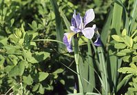 Flora-Schwertlilie19870600-13.jpg