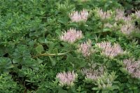 Flora-Sedum-20090711-37.jpg