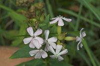 Flora-Seifenkraut-20050814-43.jpg