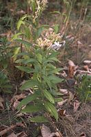 Flora-Seifenkraut-20060723-24.jpg