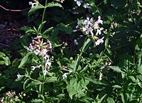 Flora-Seifenkraut-20070708-17.jpg