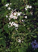 Flora-Seifenkraut-20070708-19.jpg