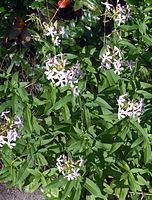 Flora-Seifenkraut-20070708-22.jpg