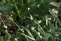 Flora-Seltsamer-Lauch-20090426-22.jpg