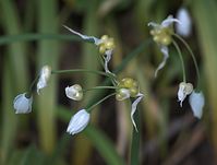 Flora-Seltsamer-Lauch-20100424-036.jpg