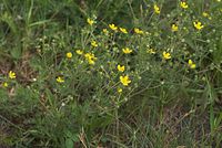 Dateiname=Flora-Silber-Fingerkraut-20070528-218.jpg
Dateigröße=200KB
Abmessungen: 720x484
hinzugefügt am: 11. September 2014 Flora-Silber-Fingerkraut-20070528-218.jpg
