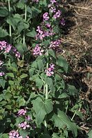Flora-Silberblatt-20100417-061.jpg