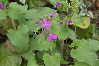 Flora-Silberblatt-20140405-104.jpg