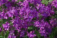 Flora-Silberblatt-20140413-100.jpg