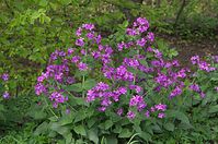 Flora-Silberblatt-20140413-102.jpg