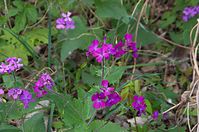 Flora-Silberblatt-20140413-103.jpg