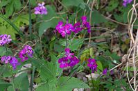 Flora-Silberblatt-20140413-104.jpg