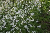 Flora-Silberblatt-20140413-105.jpg