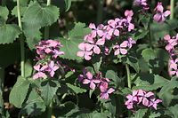 Flora-Silberblatt-Lunaria-20100417-062.jpg
