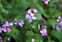 Dateiname=Flora-Silbertaler-199905-34.jpg
Dateigröße=146KB
Abmessungen: 720x487
hinzugefügt am: 11. September 2014 Flora-Silbertaler-199905-34.jpg