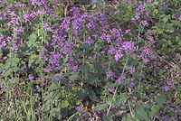 Dateiname=Flora-Silbertaler-20070422-74.jpg
Dateigröße=312KB
Abmessungen: 720x484
hinzugefügt am: 11. September 2014 Flora-Silbertaler-20070422-74.jpg