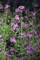 Dateiname=Flora-Silbertaler-20070501-032.jpg
Dateigröße=230KB
Abmessungen: 484x720
hinzugefügt am: 11. September 2014 Flora-Silbertaler-20070501-032.jpg