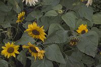 Flora-Sonnenblume-20050807-56.jpg