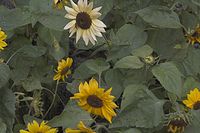 Flora-Sonnenblume-20050807-57.jpg