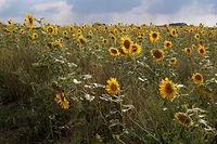 Flora-Sonnenblume-20060812-21.jpg