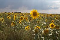Flora-Sonnenblume-20060812-22.jpg