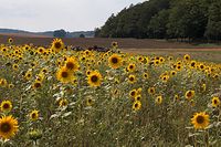 Flora-Sonnenblume-20060812-23.jpg