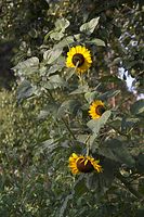 Flora-Sonnenblume-20060814-24.jpg