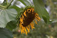 Flora-Sonnenblume-20060821-25.jpg