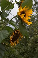 Flora-Sonnenblume-20060821-26.jpg