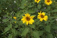 Flora-Sonnenblume-20080906-20.jpg