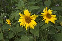Flora-Sonnenblume-20080906-21.jpg
