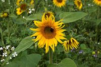 Dateiname=Flora-Sonnenblume-20080906-22.jpg
Dateigröße=204KB
Abmessungen: 720x485
hinzugefügt am: 11. September 2014 Flora-Sonnenblume-20080906-22.jpg