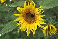 Dateiname=Flora-Sonnenblume-20080906-23.jpg
Dateigröße=193KB
Abmessungen: 720x485
hinzugefügt am: 11. September 2014 Flora-Sonnenblume-20080906-23.jpg