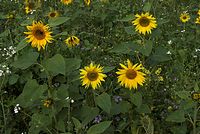 Dateiname=Flora-Sonnenblume-20080906-24.jpg
Dateigröße=259KB
Abmessungen: 720x485
hinzugefügt am: 11. September 2014 Flora-Sonnenblume-20080906-24.jpg