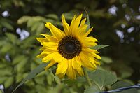 Dateiname=Flora-Sonnenblume-20130926-001.jpg
Dateigröße=151KB
Abmessungen: 720x480
hinzugefügt am: 11. September 2014 Flora-Sonnenblume-20130926-001.jpg