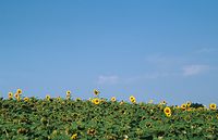 Dateiname=Flora-Sonnenblumen-1994-16.jpg
Dateigröße=191KB
Abmessungen: 720x465
hinzugefügt am: 11. September 2014 Flora-Sonnenblumen-1994-16.jpg