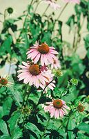 Dateiname=Flora-Sonnenhut-19960800-04.jpg
Dateigröße=229KB
Abmessungen: 466x720
hinzugefügt am: 11. September 2014 Flora-Sonnenhut-19960800-04.jpg