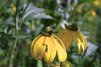 Dateiname=Flora-Sonnenhut-20010800-12.jpg
Dateigröße=154KB
Abmessungen: 720x480
hinzugefügt am: 11. September 2014 Flora-Sonnenhut-20010800-12.jpg