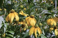 Dateiname=Flora-Sonnenhut-20010800-13.jpg
Dateigröße=206KB
Abmessungen: 720x479
hinzugefügt am: 11. September 2014 Flora-Sonnenhut-20010800-13.jpg