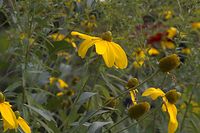 Dateiname=Flora-Sonnenhut-20060821-11.jpg
Dateigröße=168KB
Abmessungen: 720x480
hinzugefügt am: 11. September 2014 Flora-Sonnenhut-20060821-11.jpg