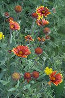 Dateiname=Flora-Sonnenhut-20070622-123a.jpg
Dateigröße=215KB
Abmessungen: 484x720
hinzugefügt am: 11. September 2014 Flora-Sonnenhut-20070622-123a.jpg