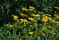 Dateiname=Flora-Sonnenhut-20070715-30.jpg
Dateigröße=256KB
Abmessungen: 720x483
hinzugefügt am: 11. September 2014 Flora-Sonnenhut-20070715-30.jpg